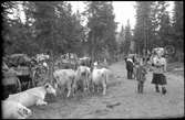 Evakuering av finska flyktingar, hösten 1944.