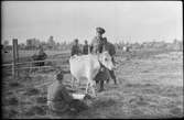 Evakuering av finska flyktingar, hösten 1944.