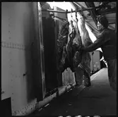 Kylvagntransport. Lastning av griskroppar.