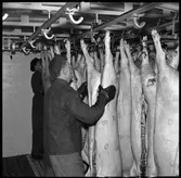 Kylvagntransport. Lastning av griskroppar.