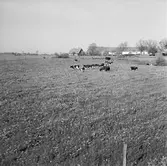 Landskapsmotiv vid Tjörnedala lund. (Foto i samband med Blackebergs Lärov. tåghem)
