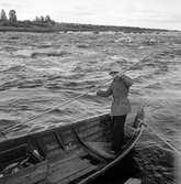 Nordkapsturen. Sikfiske i Torneälv, Kokkolaforsen.