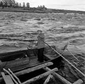 Nordkapsturen. Sikfiske i Torneälv, Kokkolaforsen.