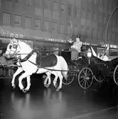 Statens Järnvägars Lucia, 1958, åker hästtransport i Väst-Berlin