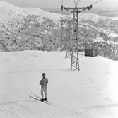 Linbanan, Trädgränsen.