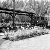 Statens Järnvägar, SJ D lok. Blomsteranläggningar