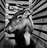 Rentransport, Jämtlands Sikås station.