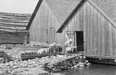 Ålandsresa. Skärgård. Fiskeläger. Transport av får