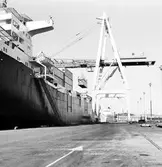 Containerhantering, Skandiahamnen. M/S Atlantic Song