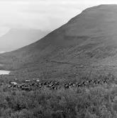 Stugby, turistanläggning i Lappland