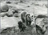 Björn och björnunge på en djurpark.