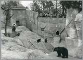 Alf Larsson som Nils Holgersson besöker björnar på en djurpark.