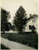 Luleå station.

Cembratall (Pinus cembra, även kallad brödtall).