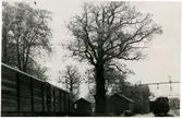 Sparreholms bangård, en dekorativ gammal ek, vårdträd. Statens Järnvägar, SJ.