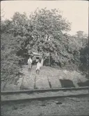 Statens Järnvägar, SJ, Banvaktstuga vid Torpshammar, pojkarna Cederkvist. Rönnbärsträd fullsatta med rönbärsklasar.