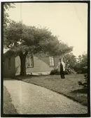 Cederliknande Tall vid stationsmästarbostaden i Ölme.