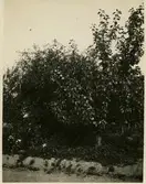 Koloniträdgården i Örebro.