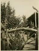 Koloniträdgården i Örebro. Kolonilott Raeberg med 20 fruktträd.