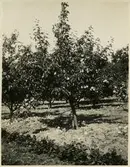 Koloniträdgården i Örebro.