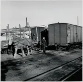 Ödeshögs växlingshäst dragandes Statens Järnvägar, SJ G 300817.