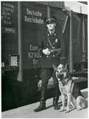 Svensk järnvägspolis med schäferhund framför ett tyskt militärtåg på väg mot Norge under andra världskriget. Här på Östersunds centralstation.