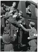 Röda Korssyster överlämnar förnödenheter till skadade tyska soldater som passerar Hallsberg ombord på ett tyskt sjukvårdståg under Andra Världskriget.