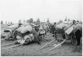 Finska flyktingar i Haparanda, hösten 1944. Kärror med resgods.