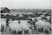 Betesfält med boskap. Bild tagen i samband med evakueringen av finska flyktingar i Haparanda, hösten 1944.