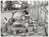 Björnberget i Eskilstuna djurpark.