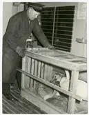 Bur för transport av fåglar vid fraktgodsavdelning i Eskilstuna.