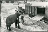 Transport av elefant till Ryssland.