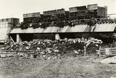 AB Särimners grisar i Lövsta äter sopor 1898. SLJ vagnar.
