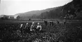 Betskörd på Lövagård. Fyra män och fyra kvinnor i olika arbetar med att skörda betor. Kvinnorna har hucklen och männen kepsar. I bakgrunden syns en stor ladugård. (Se även bild EA0552)
