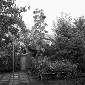 Solros.
9 oktober 1958.