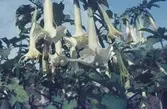 Änglatrumpet (blomma)