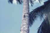Ödlor som klättrar på palmstam