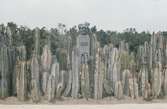Julio Cesar Tello Rojas byst i kaktusplantering vid museet förarkeologi, antropologi och Perus historia