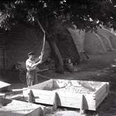 Kalkslagning för cement till restaureringsarbeten på slottet.