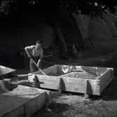 Kalkslagning för cement till restaureringsarbeten på slottet.