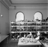 Vänersborgs museum. Fåglar efter rengöring.