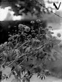 BLOMMOR I ANDERS KARLSSONS TRÄDGÅRD
(Fotografen).

Tillv.tid: 1944
Övriga nr: 
Repro nr: 
Registrator: HABDATA

RealNr: 351     Motiv_spec: BLOMMA

Proviens
Kod: 10
Yrke: Namn: KARLSSON ANDERS
Land: 
Län: 16
Kommun: 
Stad: GÖTLUNDA
By: 
Gård: 
Fastighet: HAGEN
Adress: 


Proviens
Kod: 81
Yrke: Namn: SKÖVDE MUSEUM
Land: 
Län: 16
Kommun: 
Stad: SKÖVDE
By: 
Gård: 
Fastighet: 
Adress: