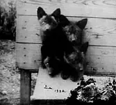 FYRA SMÅ HUNDVALPAR