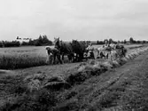 SKÖRDEFOLK I LABACKA 1940.