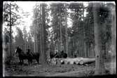 Skogsarbetare i Årnässkogen