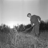 Sparbanekn belönar.
19 november 1958.