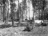 Valla gård 1903