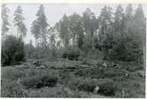 Hubbo sn, Alvesta.
Alvesta nr 3, fornlämning nr 6 från söder, efter att grästorv och ljung avlägsnats, 1951.