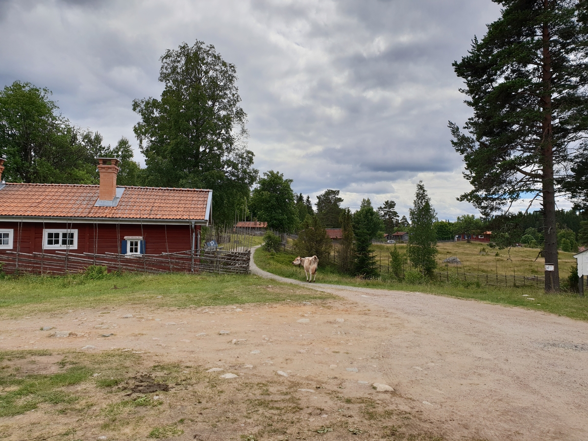 Jennie Tiderman-Österberg, Jersey-ko, Bastbergets fäbod, Mockfjärd, 2018.
