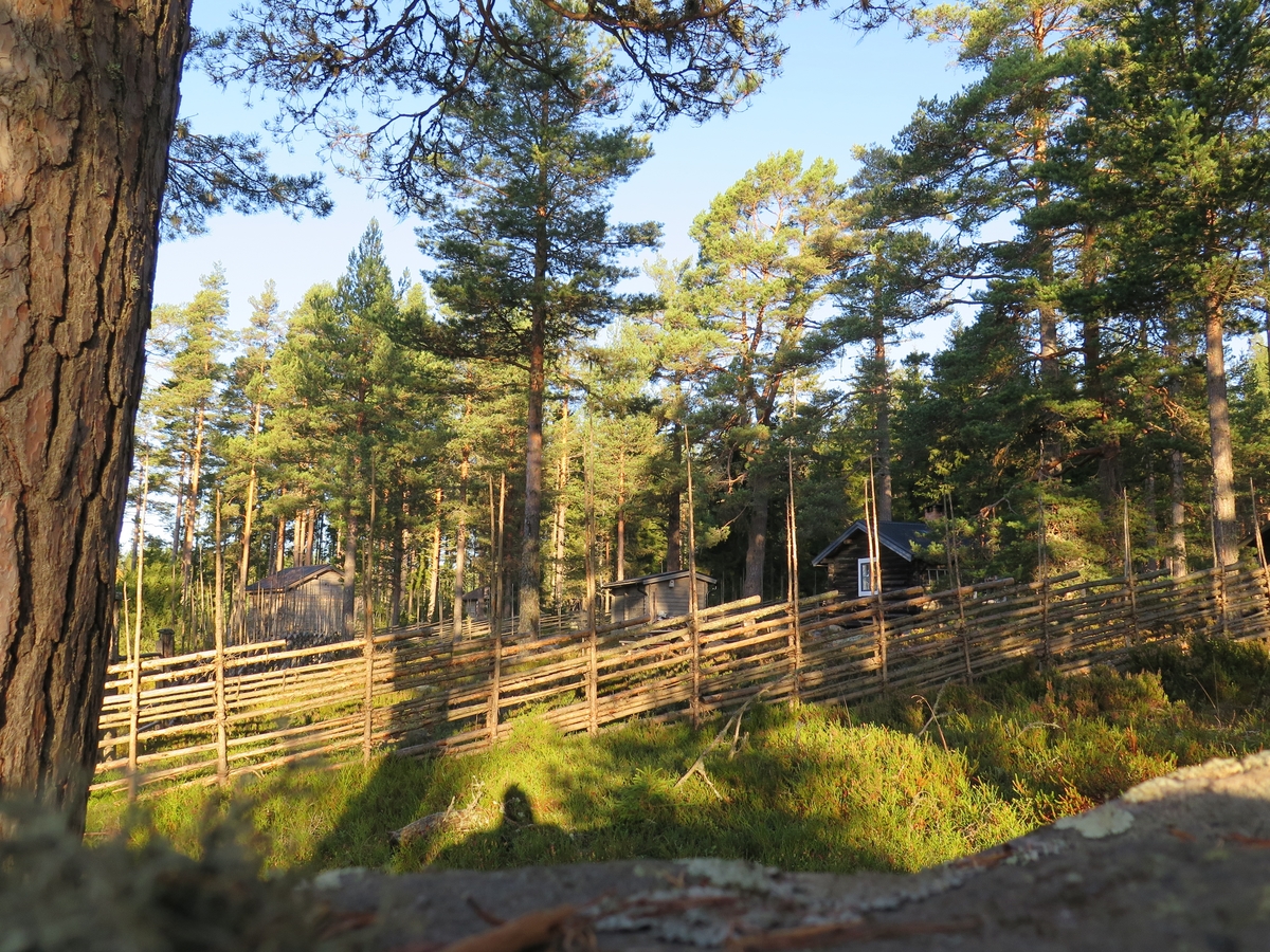 Jennie Tiderman-Österberg, View, Forest, Pines, Grejsans Fatherside, Enviken, 2017.