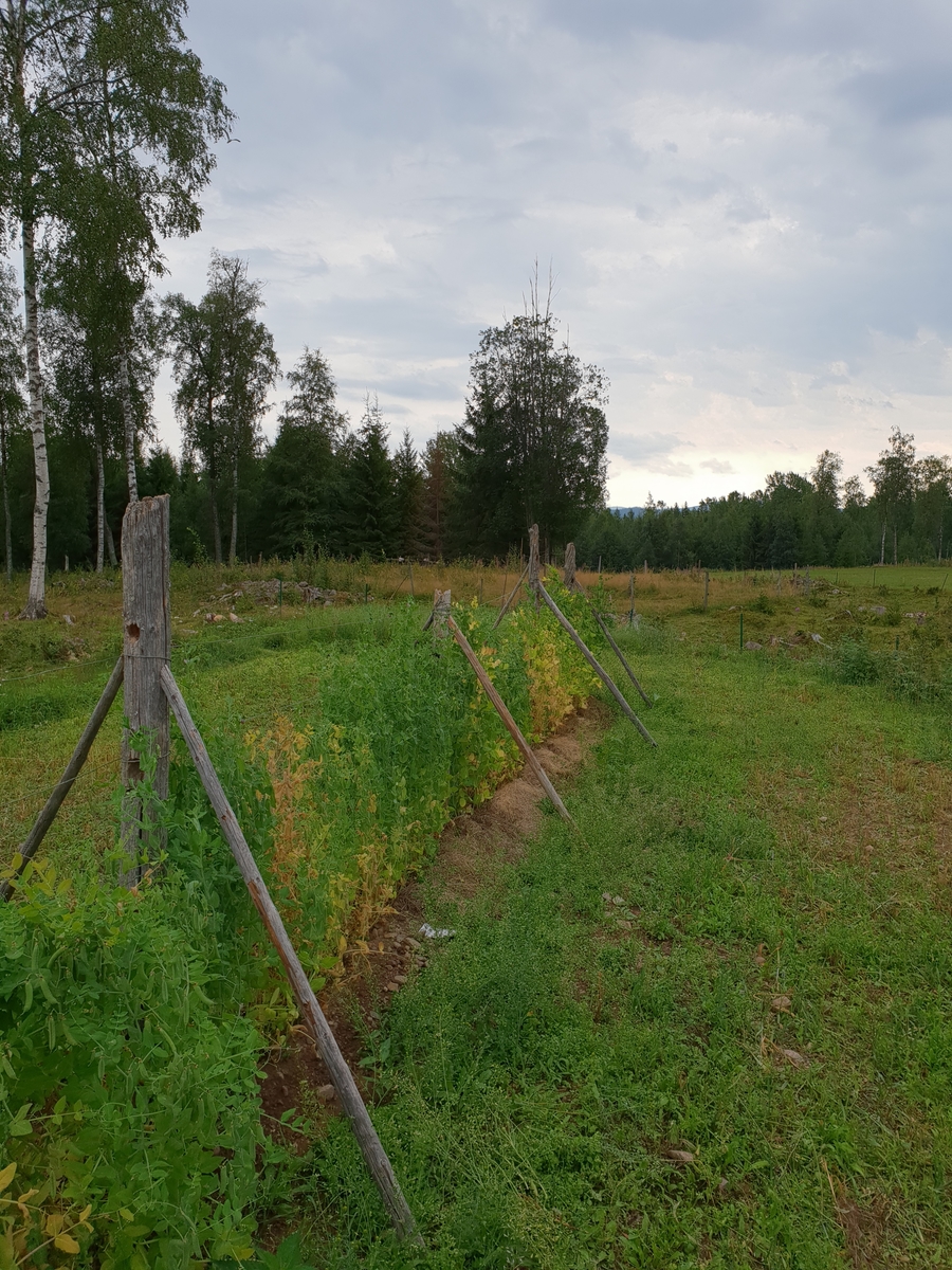 Jennie Tiderman-Österberg, Cultivation of beans and peas, Kättboåsen, Venjan, Mora, 2018.